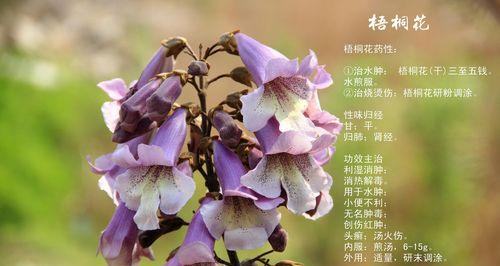 仙人指花的花语是什么？如何正确解读仙人指花的含义？