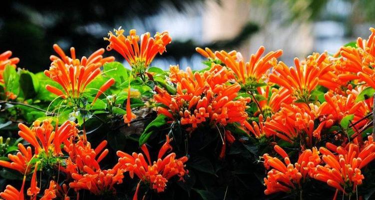 仙人指花的花语是什么？如何正确解读仙人指花的含义？