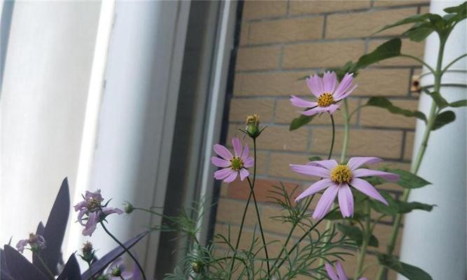 仙人指花的花语是什么？如何正确解读仙人指花的含义？