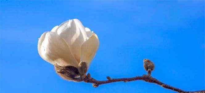 象征高贵纯洁的花是什么？如何正确养护以保持其美丽？