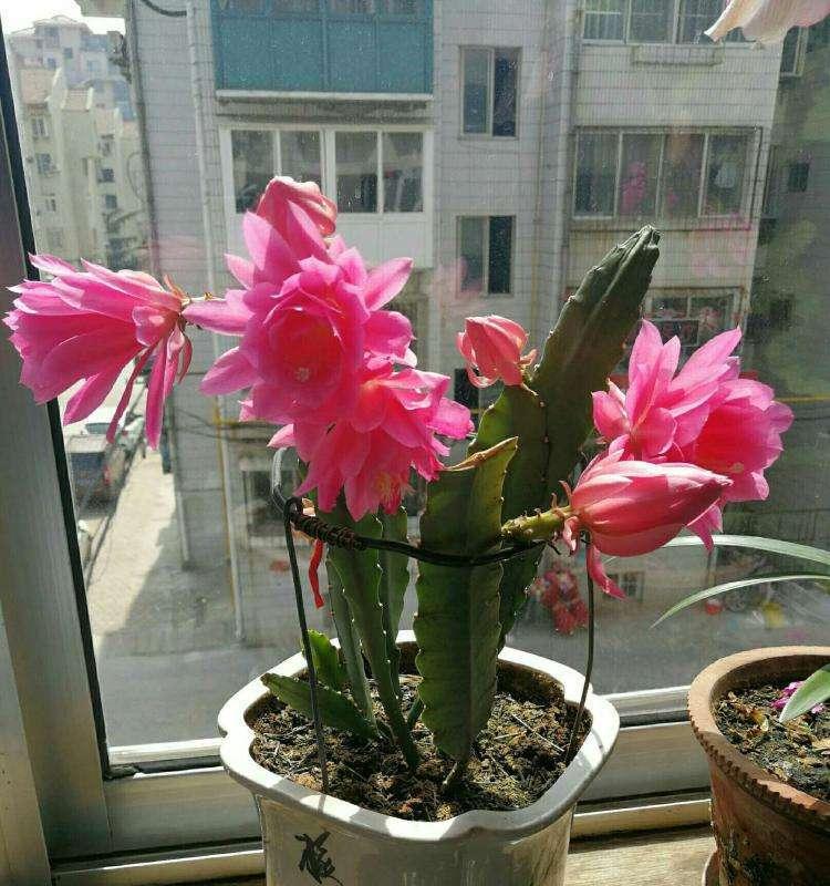小令箭荷花花语的含义及常见问题解答？