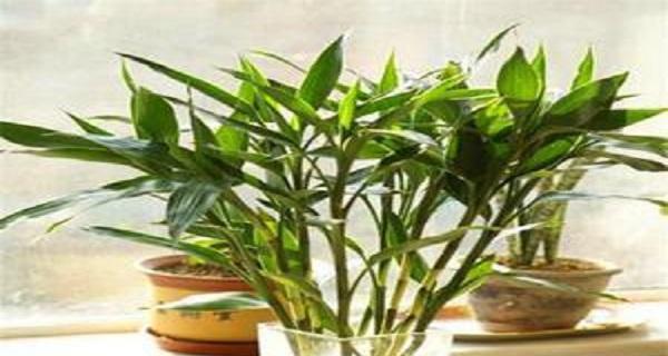 富贵竹浇水频率如何根据季节调整？春夏秋冬浇水有何区别？