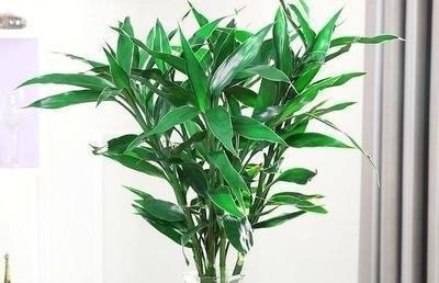 富贵竹浇水频率如何根据季节调整？春夏秋冬浇水有何区别？