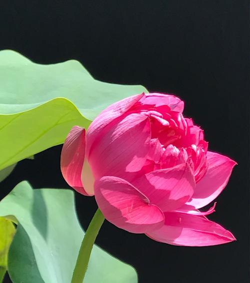 荷花的花语是什么？如何用荷花表达情感？