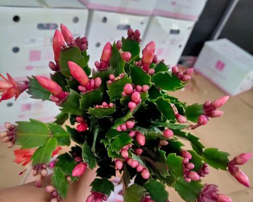 蟹爪兰花语什么时候嫁接最佳？嫁接步骤与注意事项是什么？