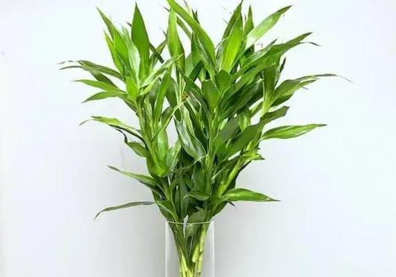 富贵竹开花真的好吗？其风水寓意是什么？