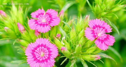 须苞石竹的花语是什么？如何正确解读须苞石竹的含义？