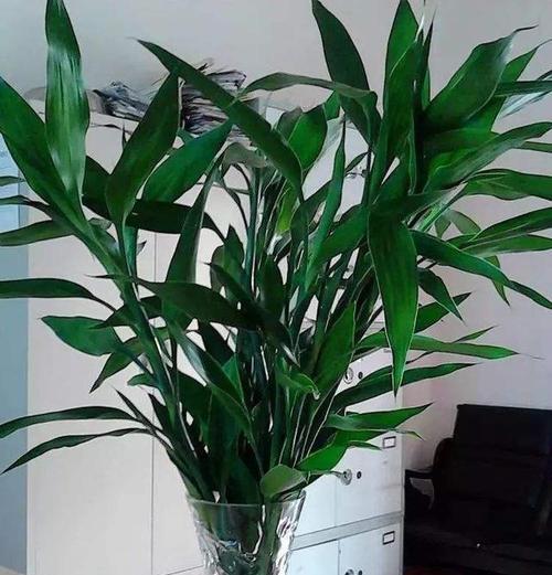 富贵竹会开花吗？花期长且形态优美的特征是什么？