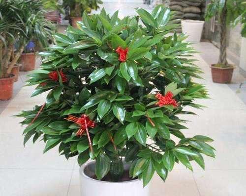 富贵竹会开花吗？花期长且形态优美的特征是什么？