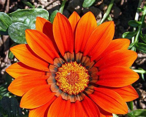 勋章菊花语是什么意思？如何解读勋章菊的花语含义？