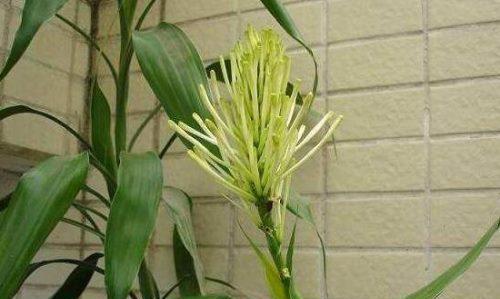 富贵竹真的会开花吗？开花时会是什么样子？