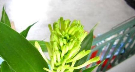 富贵竹真的会开花吗？开花时会是什么样子？