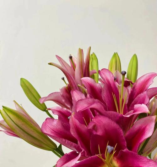 亚马逊百合的花语有哪些含义？