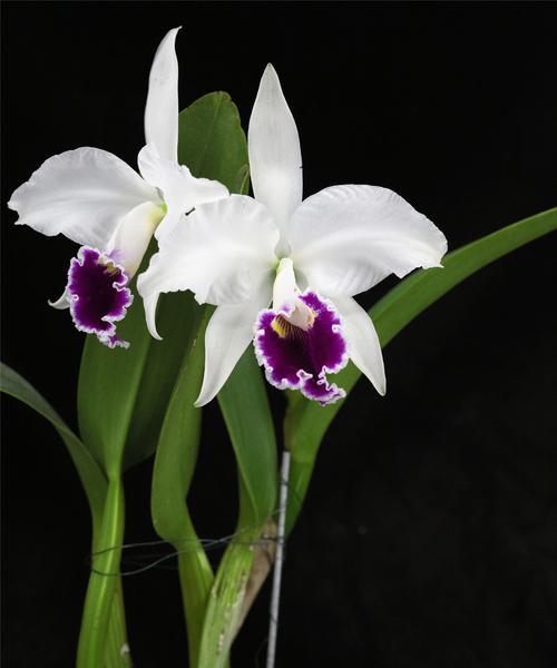 洋兰花代表什么含义？洋兰花的花语有哪些？