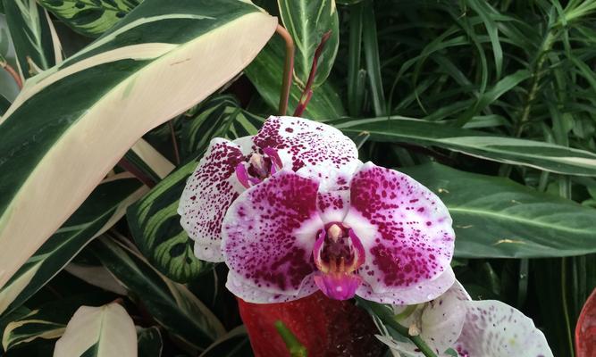 洋兰花代表什么含义？洋兰花的花语有哪些？