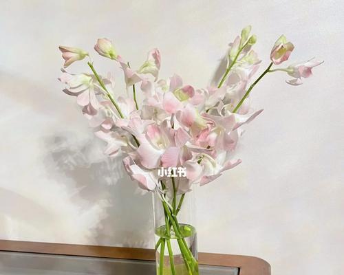 洋兰花代表什么作用？如何正确养护以发挥其功效？