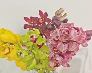 洋兰花代表什么作用？如何正确养护以发挥其功效？