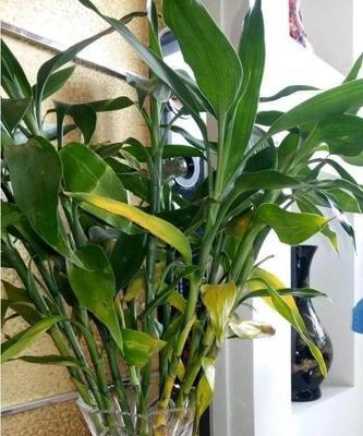 富贵竹可以浇啤酒水吗？这样做对植物有什么影响？