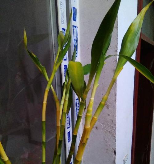 富贵竹可以浇啤酒水吗？这样做对植物有什么影响？