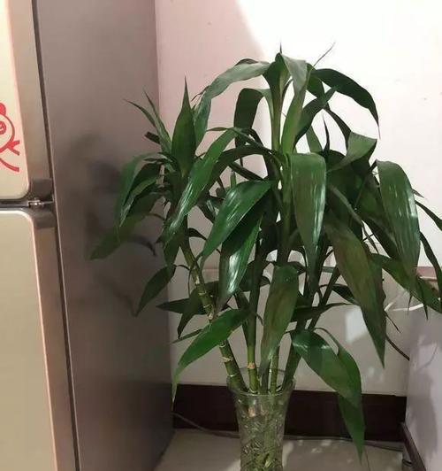 富贵竹可以露天养吗？如何确保其健康生长？