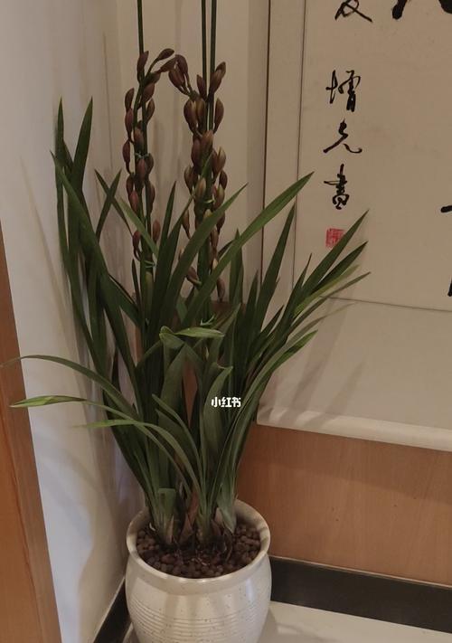 养兰花的寓意是什么？如何正确养护兰花？
