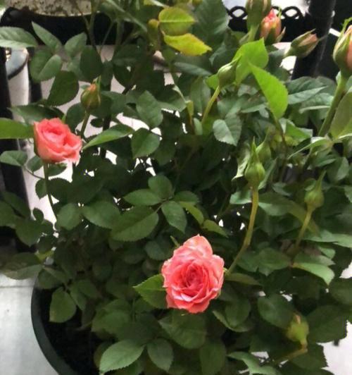 养玫瑰需要什么意思？如何正确养护玫瑰花？