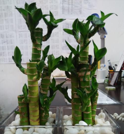 富贵竹可以盆栽吗？盆栽富贵竹的养护技巧是什么？