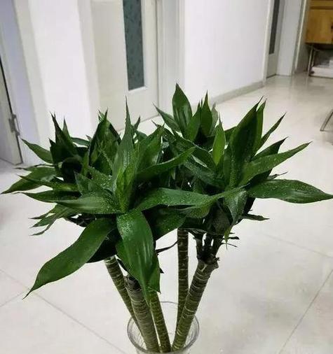 富贵竹晒太阳的正确方法是什么？晒太阳后如何护理富贵竹？