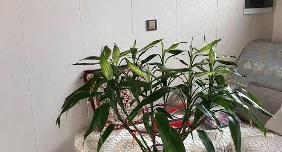 富贵竹晒太阳的正确方法是什么？晒太阳后如何护理富贵竹？