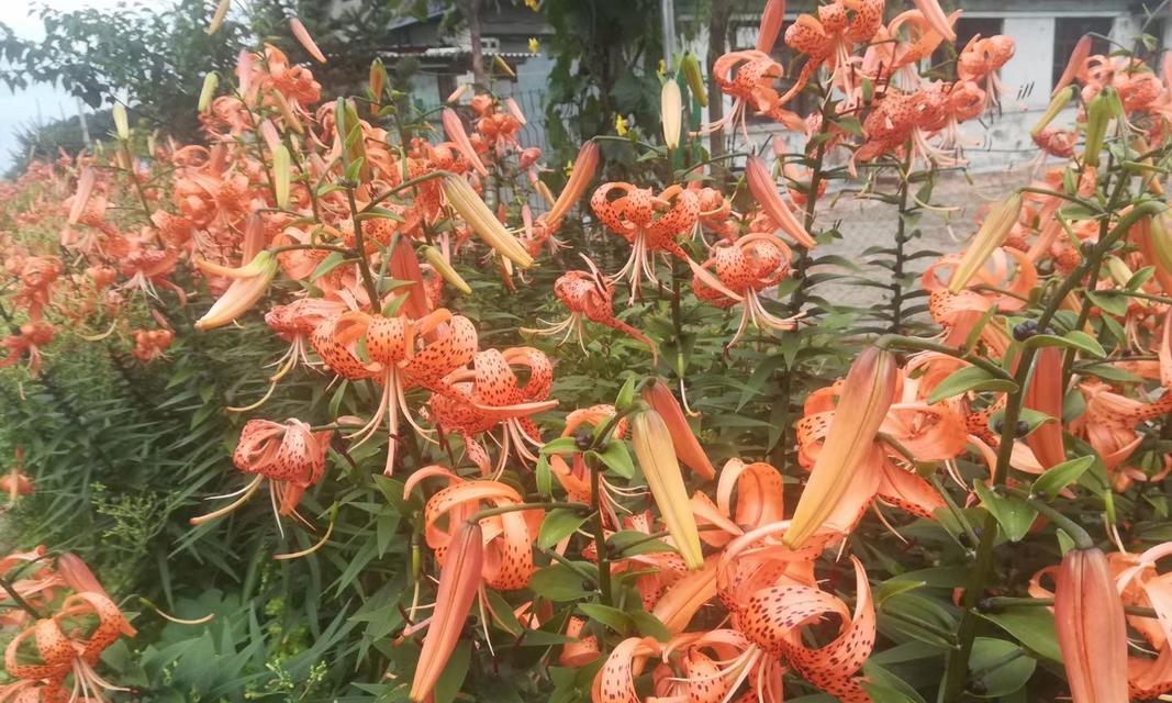 野百合代表什么？花语和寓意有哪些常见问题解答？