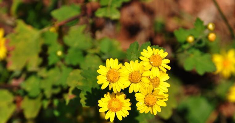 野菊花花语是什么？了解其象征意义及用途？