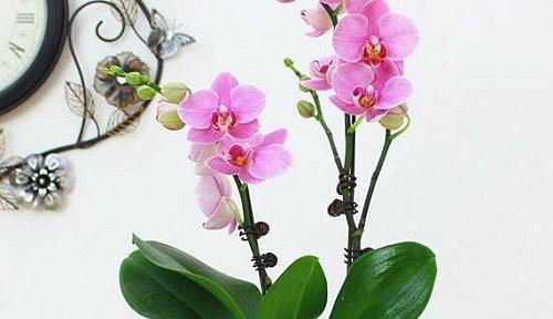 野生兰花的花语是什么？如何正确解读兰花的含义？