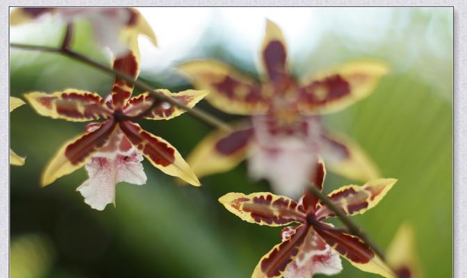 野生兰花的花语是什么？如何正确解读兰花的含义？