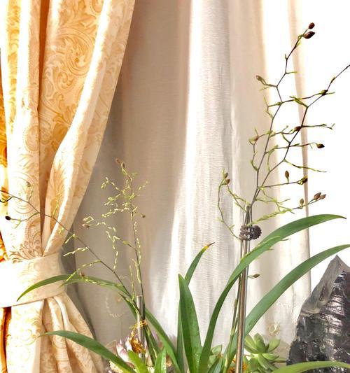 野生兰花的花语是什么？如何正确解读兰花的含义？