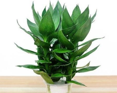 富贵竹用水养可行吗？如何正确水培富贵竹？