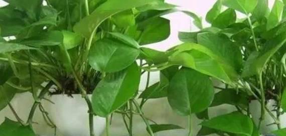 绿萝的七个鬼是什么意思？如何正确养护绿萝？