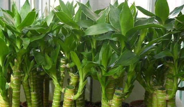 富贵竹种在土里可行吗？如何正确种植富贵竹？