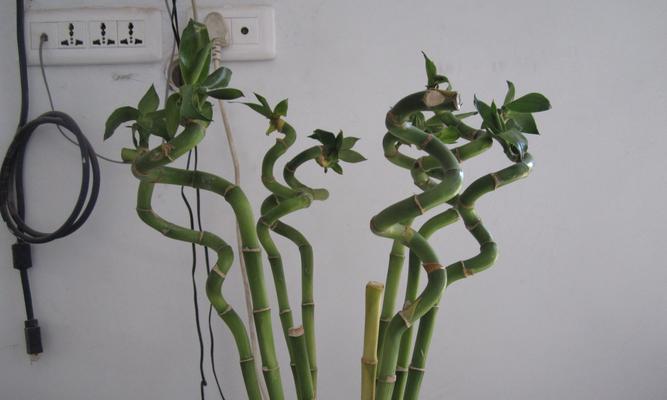 富贵竹烂叶子怎么办？如何快速恢复植物健康？