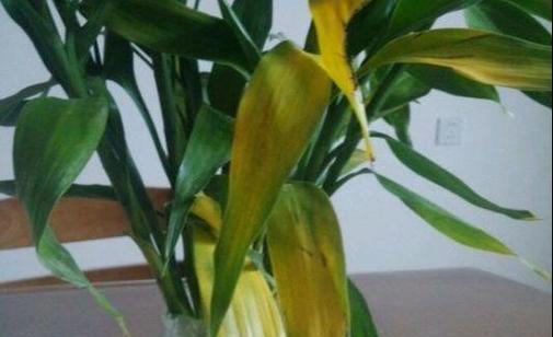 富贵竹烂叶子怎么办？如何快速恢复植物健康？