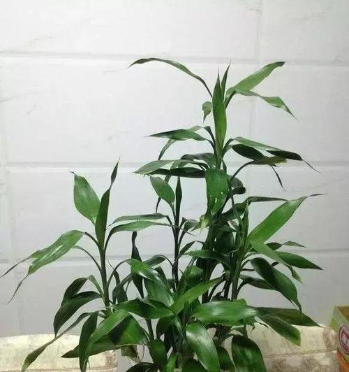 富贵竹晒太阳会怎样？晒太阳对富贵竹有什么影响？