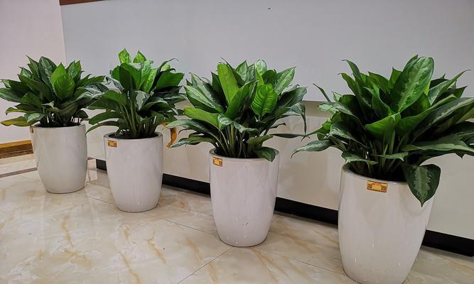 银皇后万年青的花语是什么？养护中常见问题有哪些？