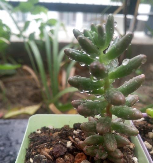 富贵竹淋雨安全吗？下雨天如何正确养护富贵竹？