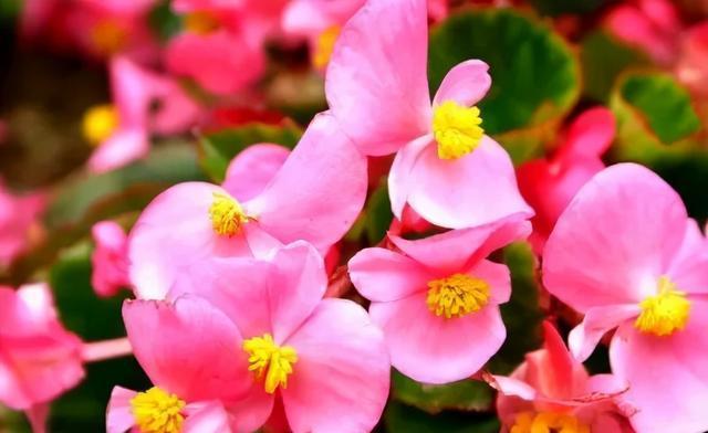 银星秋海棠花语是什么？如何养护才能花开不断？