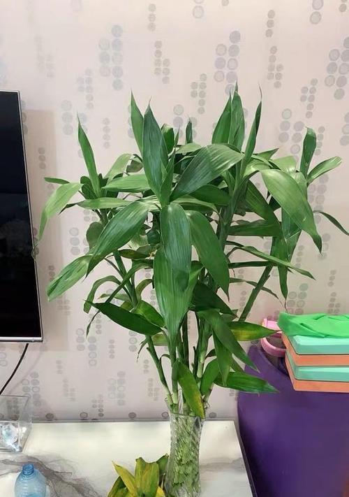 富贵竹晒太阳会怎样？能放在阳光下吗？