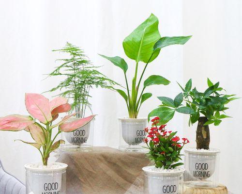 富贵竹真的能吸收甲醛吗？有效程度如何？