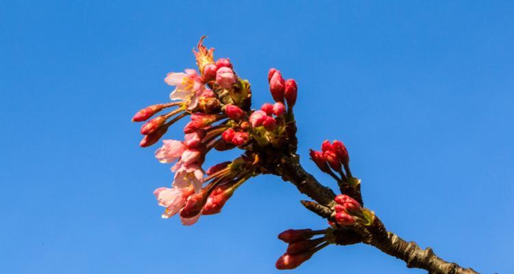 樱桃花的花语有哪些含义？