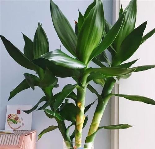 富贵竹能养多久？如何延长富贵竹的寿命？
