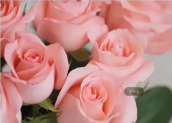 影星玫瑰花语是什么？如何正确表达爱意？