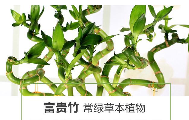 富贵竹盆栽养殖方法是什么？养殖过程中应注意哪些问题？