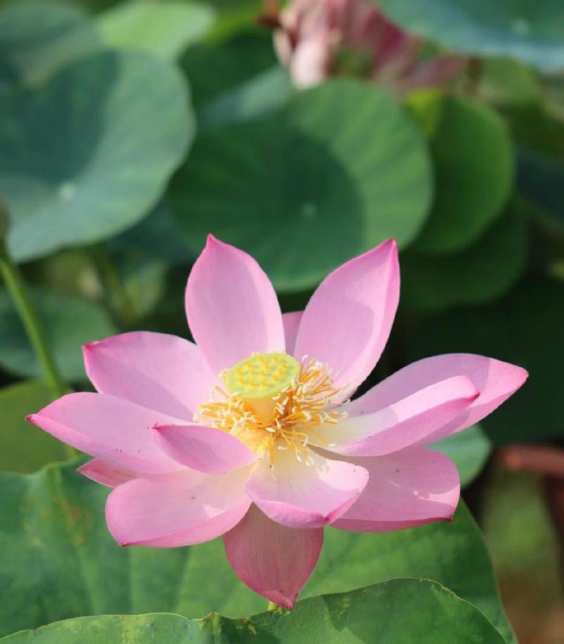 荷花的花语是什么？荷花代表了哪些美好寓意？